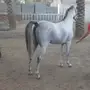 حصان واهو مصري بيور نسب فاخر