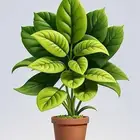 طلب شقه 3 غرف او 4غرف