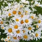 بكج بذور ازهار الربيع و الوسمي البرية عرض خاص