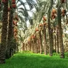 مطلوب اجار مزرعه نخل