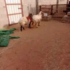 طليان ذبايح للبيع