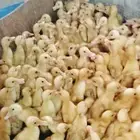 موجود صوص بط بكيني