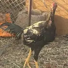 ديكه باكستاني للبيع