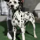 للبيع جوز دلميشن مستوى متميز ( Dalmatian )