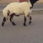 جدع نعيمي صنف فاخر للبيع