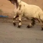 ثني نعيمي صنف فاخر للبيع
