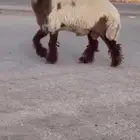 جدع نعيمي صنف للبيع