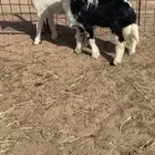 خروف ورخل