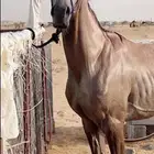 حصان شعبي