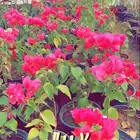 شتلات داخليه وخارجيه مزهره ومثمرة