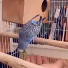 باجي