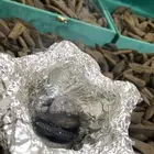 عود مروكي بيور
