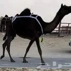 مجهم خلفه تحتها بكره كفو