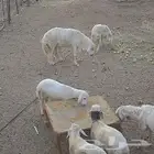 خروف فحل