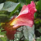 بذور قطن للبيع