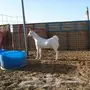 جفرة بيشية عفرا أصيلة 
