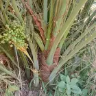 يوجد فسايل النخيل صنو ودي النخيل جميع الانواع والكميات