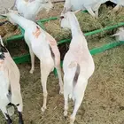 موقعنا الرياض جده الباحه مكه تبوك