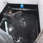 Waterproofing membrane Azil  dogshelter  dog  streetdogs  no