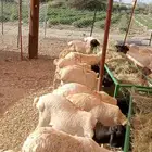 موقعنا مكة الرياض الباحة الله يسعدكم