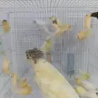 فرخ فروخ كناري سوري