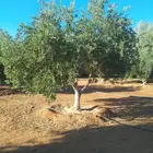 اشجار زيتون مثمر