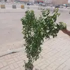 زراعه اشجار
