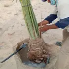 نخل للبيع فسائل وقراين ونقايل عربي وواشنطي