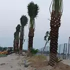 زراعه نخيل