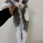 قطط سكوتش للتبني