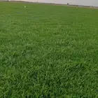ثيل سي 2000صافي وطبيعي الموقع الخرج