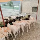 قعدان وبربري وتيوس مزارعنا تربية 3شهور