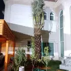 السلام عليكم يوجد لدينا جميع انواع النخل صقعي ومجدوله وهل