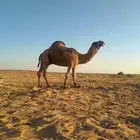 بعير منتج كفو اللي يبي يساس مراح ويبي الانتاج الكفو