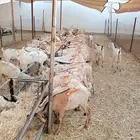 بربري وتيوس صوماليه جديده للتفريد والجمله.. افضل سعر