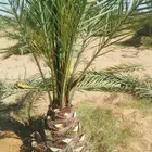 تشليع ضبان وكتف النخيل وكل ما يخص النخيل الحدائق