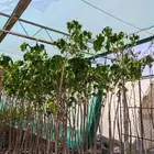 زراعه نخيل