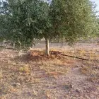 يوجد لدنيا زيتون معمر وجميع المقاسات