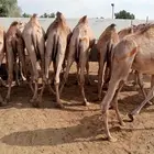 قعدان صومالي تطعيم دموي ومعوي اسعار خاصه للجمله