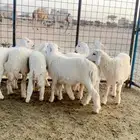 ذبائح بريه واذا حصلت اي ملاحظه لو بسيطه لاتدفع المبلغ ضحايا