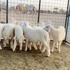 ذبيحه حريه واذا ما اعجبتك رجع فلوسك طلي