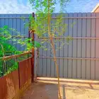 اشجار كف مريم