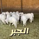 جميع أنواع الذبايح كبار ومتوسطه وصغار خرفان وتيوس اضاحي