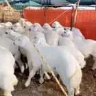 طليان جبر وسط ذبايح حري وسواكني مع الصلخ والتوصيل