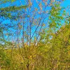 اشجار طلح الفتنه جميع الاحجام