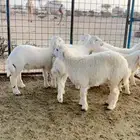 ذبيحتك لباب بيتك واذا ماعجبتك خذ فلوسك كامله