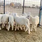 ذبائح حريه واذا حصلت لو ملاحظه بسيطه لاتدفع الحساب شالية