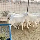 ذبيحة بريه ذبائح بريه طلي رخل طليان و رخال