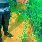 شتلا طلح نجدي احجام كبيره