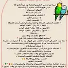 فندقة طيور بتبوك